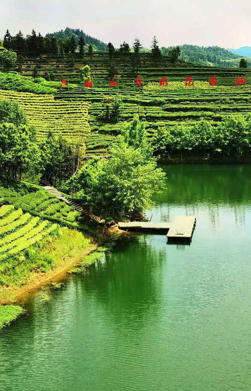 大美金寨 六安西茶谷，一葉傾城醉山水